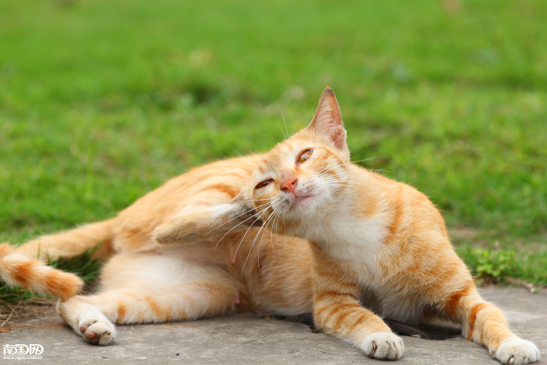 鼠猫——似猫非猫_哼哼猫_猫的品种