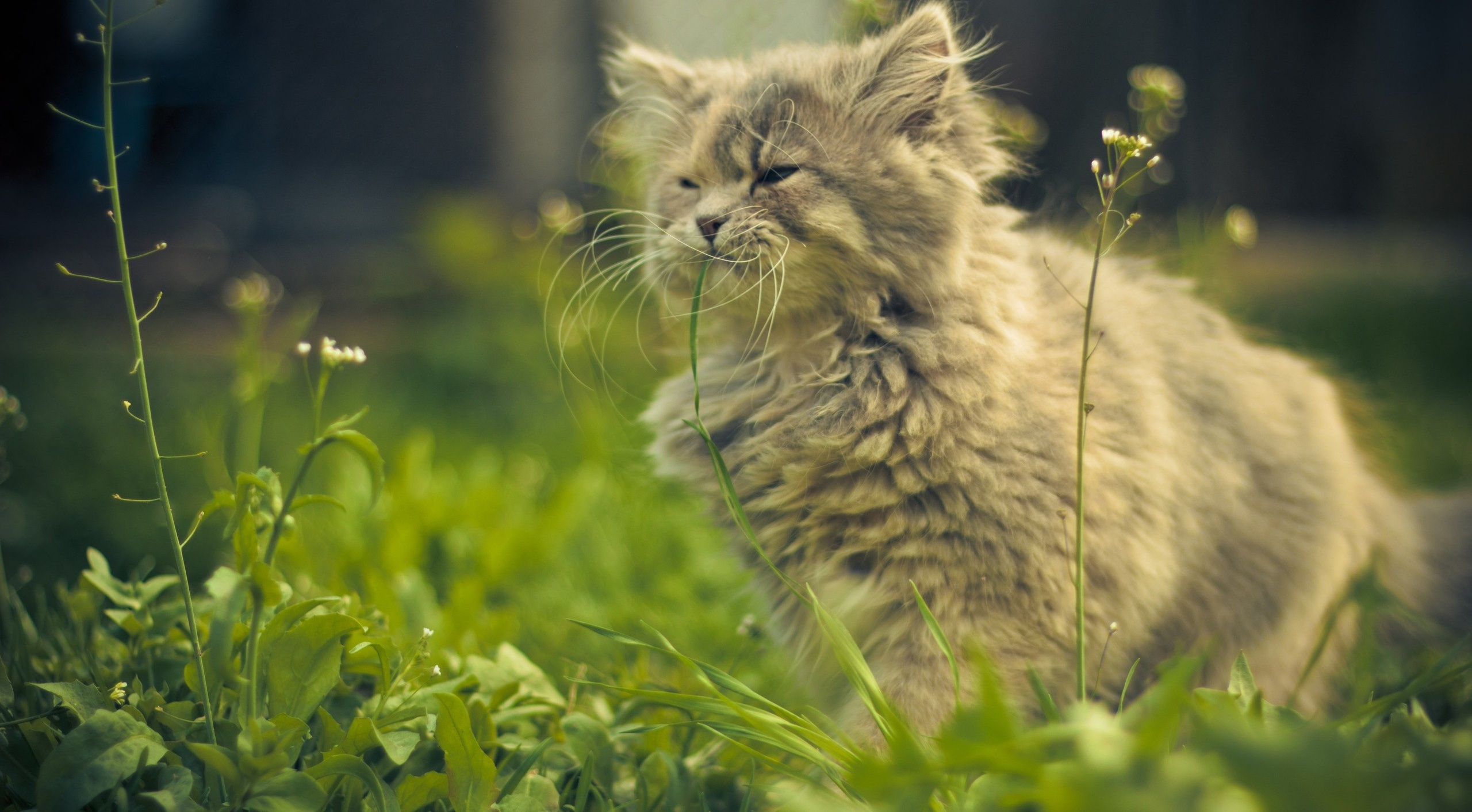 鼠猫——似猫非猫_哼哼猫_猫的品种