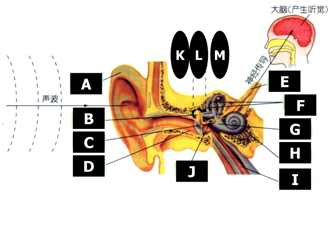 idtaudio_audio是什么_audio