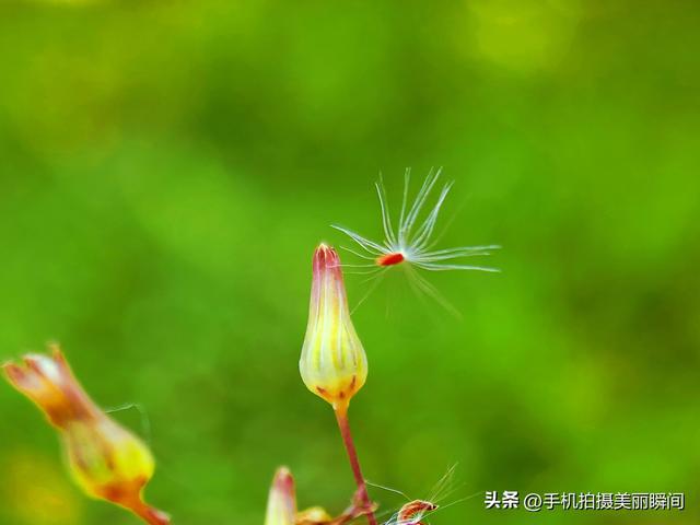 苹果手机放大镜在哪_放大镜苹果手机在哪里_放大镜苹果手机怎么用