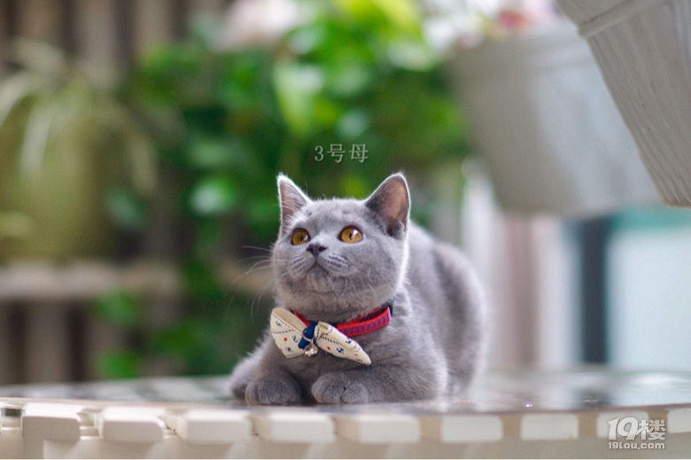 蓝猫识字28_蓝猫识字2_蓝猫识字