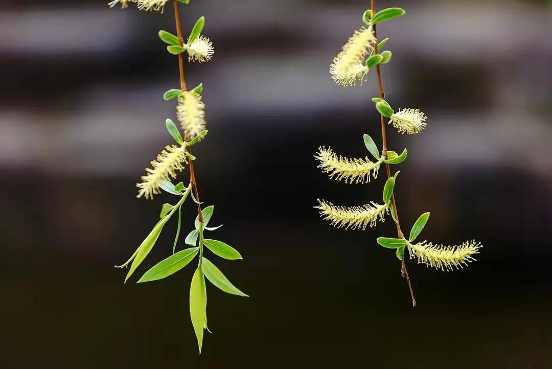 春暖花开地址_花开春暖评论贴吧_春暖地址花开论坛